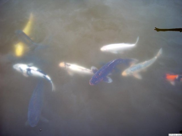 poissons dans jardin 1